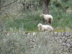 IMG_4570 (Medium)